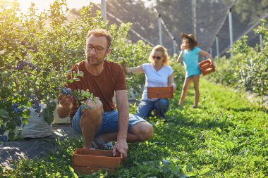 Modern aile organik bir çiftlikte yabanmersini topluyor. Aile mesleği kavramı..