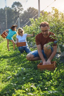 Modern aile organik bir çiftlikte yabanmersini topluyor. Aile mesleği kavramı..