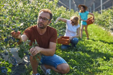Modern aile organik bir çiftlikte yabanmersini topluyor. Aile mesleği kavramı..