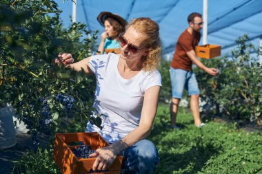 Modern aile organik bir çiftlikte yabanmersini topluyor. Aile mesleği kavramı..