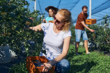 Modern aile organik bir çiftlikte yabanmersini topluyor. Aile mesleği kavramı..