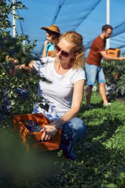 Modern aile organik bir çiftlikte yabanmersini topluyor. Aile mesleği kavramı..