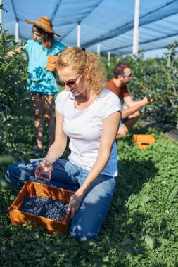 Modern aile organik bir çiftlikte yabanmersini topluyor. Aile mesleği kavramı..