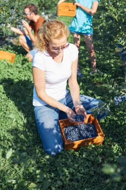 Modern aile organik bir çiftlikte yabanmersini topluyor. Aile mesleği kavramı..