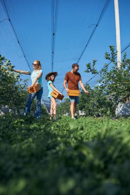 Modern aile organik bir çiftlikte yabanmersini topluyor. Aile mesleği kavramı..