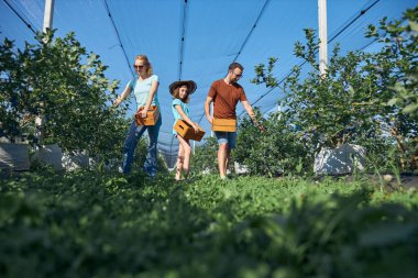 Modern aile organik bir çiftlikte yabanmersini topluyor. Aile mesleği kavramı..