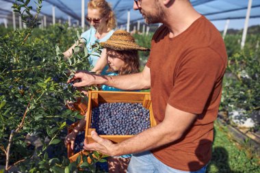 Modern aile organik bir çiftlikte yabanmersini topluyor. Aile mesleği kavramı..