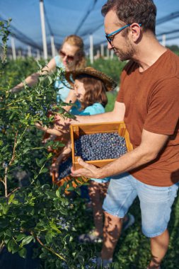 Modern aile organik bir çiftlikte yabanmersini topluyor. Aile mesleği kavramı..