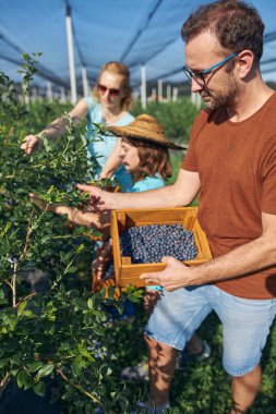 Modern aile organik bir çiftlikte yabanmersini topluyor. Aile mesleği kavramı..