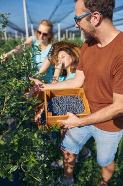Modern aile organik bir çiftlikte yabanmersini topluyor. Aile mesleği kavramı..