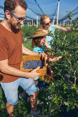 Modern aile organik bir çiftlikte yabanmersini topluyor. Aile mesleği kavramı..