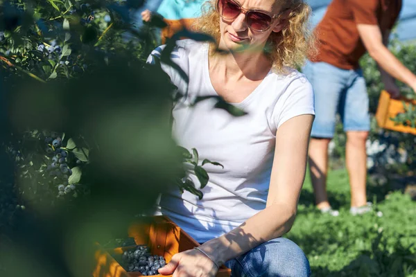 Modern aile organik bir çiftlikte yabanmersini topluyor. Aile mesleği kavramı..