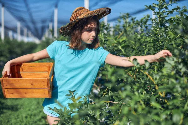 Aile çiftliğinde böğürtlen dolu bir kutuyla küçük bir kız, iş konsepti, yaz işi ve genç yaştan itibaren sorumluluk almak..