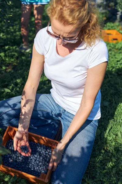 Aile çiftliğinde böğürtlen dolu bir kutuyla küçük bir kız, iş konsepti, yaz işi ve genç yaştan itibaren sorumluluk almak..