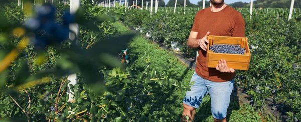 유기농 농장에서 일하고 블루베리를 현대의 — 스톡 사진