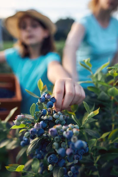 Modern family picking blueberries on a organic farm - family business concept.