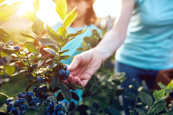 Familia Moderna Recogiendo Arándanos Una Granja Orgánica Concepto Empresa Familiar — Foto de Stock