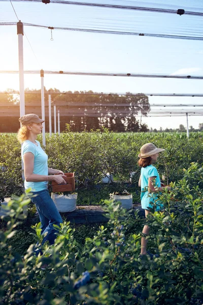 Modern aile organik bir çiftlikte yabanmersini topluyor. Aile mesleği kavramı..