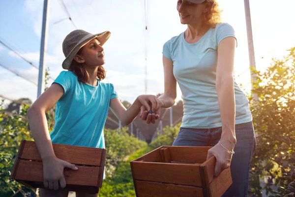 Moderne Familie Pflückt Blaubeeren Auf Dem Biobauernhof Familienunternehmenskonzept — Stockfoto