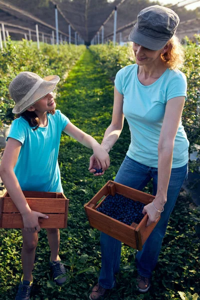 Modern aile organik bir çiftlikte yabanmersini topluyor. Aile mesleği kavramı..