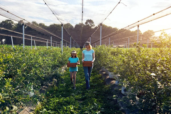 Modern family picking blueberries on a organic farm - family business concept.