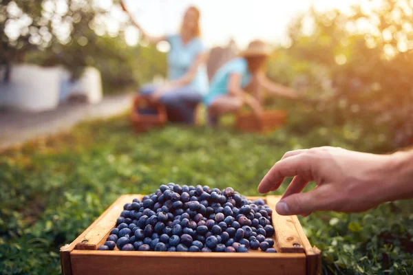 Moderní Rodinná Sbírka Borůvek Ekologické Farmě Rodinný Podnikatelský Koncept — Stock fotografie