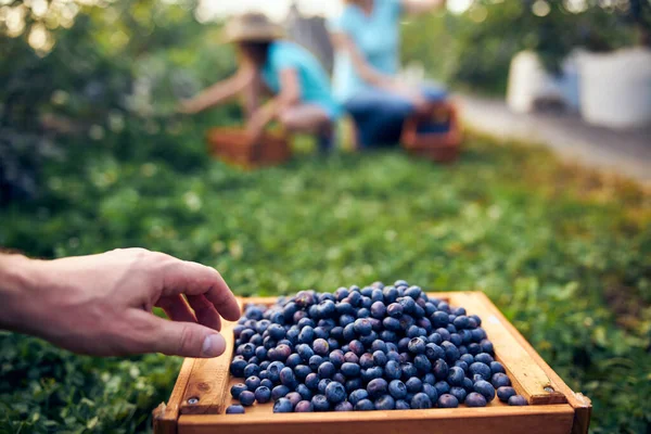 Familia Moderna Recogiendo Arándanos Una Granja Orgánica Concepto Empresa Familiar — Foto de Stock