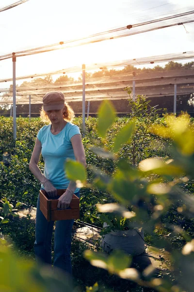 Donna Moderna Che Lavora Raccoglie Mirtilli Una Fattoria Biologica Concetto — Foto Stock