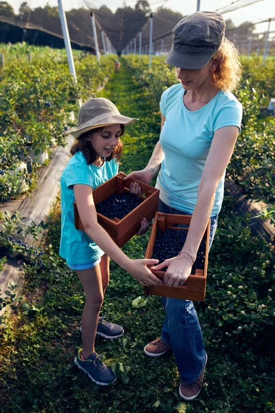 Modern aile organik bir çiftlikte yabanmersini topluyor. Aile mesleği kavramı..