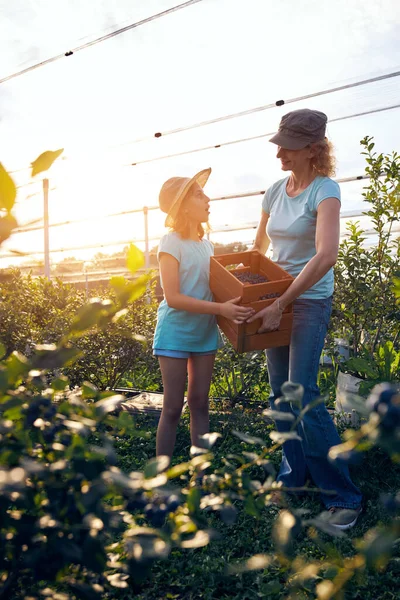 Modern aile organik bir çiftlikte yabanmersini topluyor. Aile mesleği kavramı..