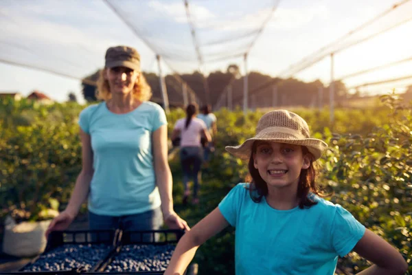 Modern aile organik bir çiftlikte yabanmersini topluyor. Aile mesleği kavramı..