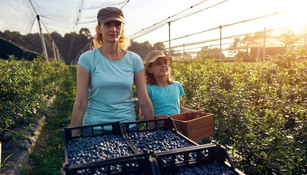 Modern family picking blueberries on a organic farm - family business concept.