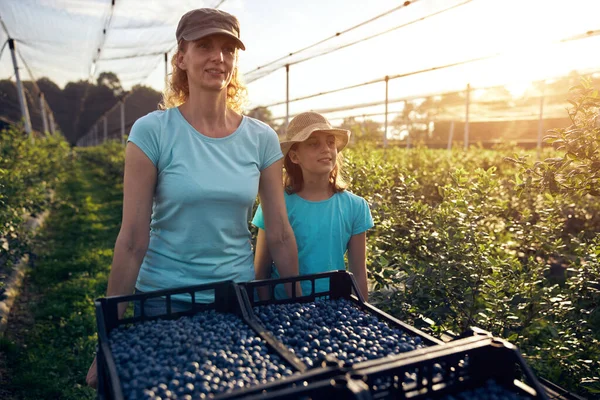 Modern aile organik bir çiftlikte yabanmersini topluyor. Aile mesleği kavramı..
