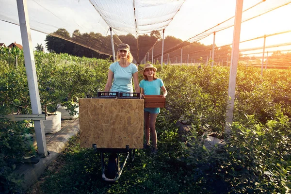 Modern aile organik bir çiftlikte yabanmersini topluyor. Aile mesleği kavramı..