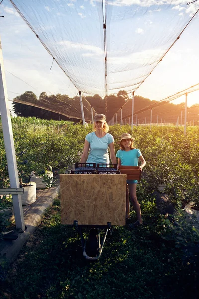 Modern aile organik bir çiftlikte yabanmersini topluyor. Aile mesleği kavramı..