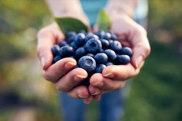 Moderní Žena Pracuje Sbírá Borůvky Organické Farmě Ženská Moc Obchodní — Stock fotografie