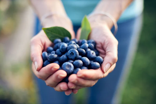 Femme Moderne Travaillant Cueillant Des Bleuets Dans Une Ferme Biologique — Photo