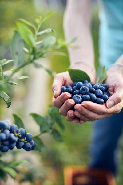 Moderne Vrouw Aan Het Werk Plukken Van Bosbessen Een Biologische — Stockfoto