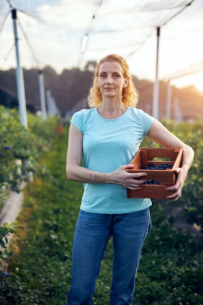 Organik bir çiftlikte çalışan ve yaban mersini toplayan modern kadın - kadın enerji sektörü konsepti.