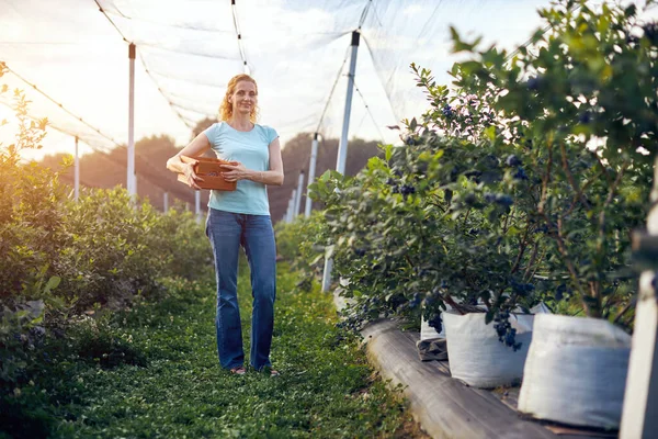 Organik bir çiftlikte çalışan ve yaban mersini toplayan modern kadın - kadın enerji sektörü konsepti.