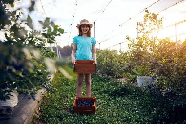 Aile çiftliğinde böğürtlen dolu bir kutuyla küçük bir kız, iş konsepti, yaz işi ve genç yaştan itibaren sorumluluk almak..