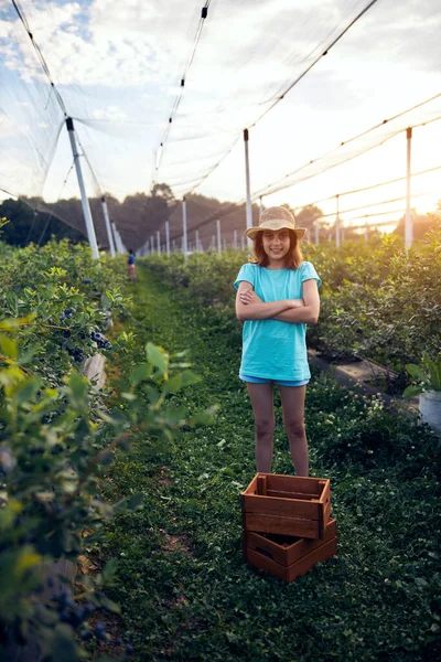 Aile çiftliğinde böğürtlen dolu bir kutuyla küçük bir kız, iş konsepti, yaz işi ve genç yaştan itibaren sorumluluk almak..