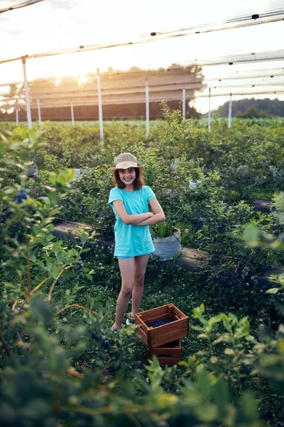 Aile çiftliğinde böğürtlen dolu bir kutuyla küçük bir kız, iş konsepti, yaz işi ve genç yaştan itibaren sorumluluk almak..