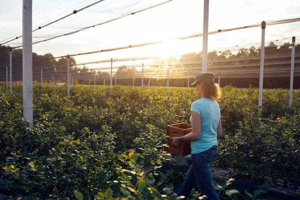 Organik bir çiftlikte çalışan ve yaban mersini toplayan modern kadın - kadın enerji sektörü konsepti.