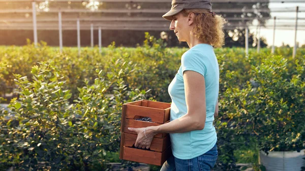 Donna Moderna Che Lavora Raccoglie Mirtilli Una Fattoria Biologica Concetto — Foto Stock