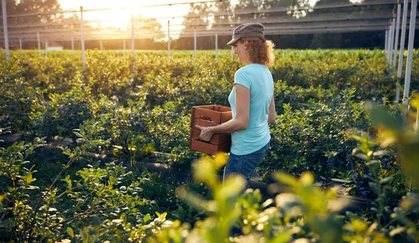 Donna Moderna Che Lavora Raccoglie Mirtilli Una Fattoria Biologica Concetto — Foto Stock