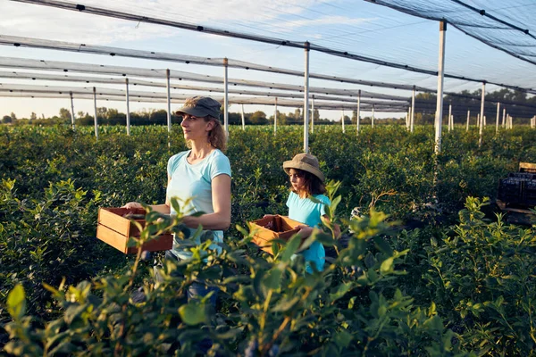 Moderna Famiglia Che Raccoglie Mirtilli Una Fattoria Biologica Concetto Azienda — Foto Stock