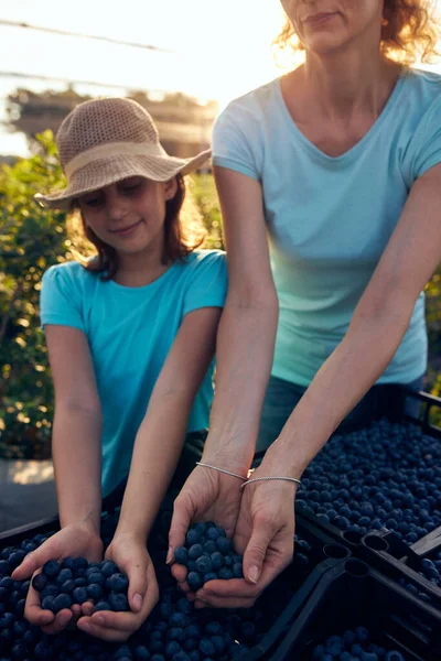 Modern aile organik bir çiftlikte yabanmersini topluyor. Aile mesleği kavramı..