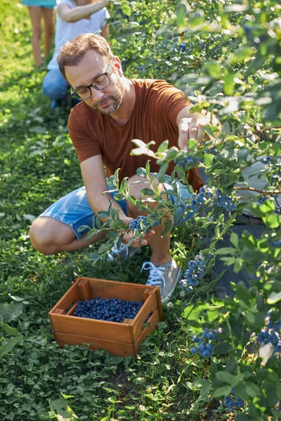 Modern family picking blueberries on a organic farm - family business concept.