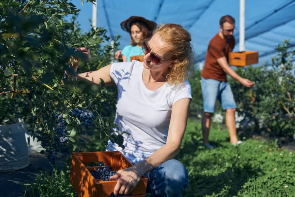 Modern aile organik bir çiftlikte yabanmersini topluyor. Aile mesleği kavramı..